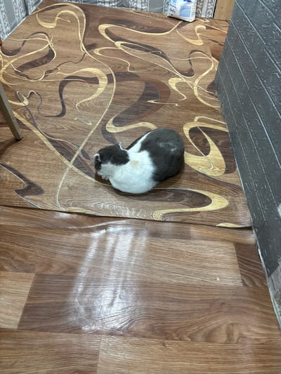 An overhead shot captures a domestic shorthair cat resting on a patterned vinyl floor. The cat, predominantly white with patches of dark gray fur on its head and back, is curled up, appearing to be asleep or at rest. The floor features a wood-grain pattern with swirling, abstract designs in shades of brown and gold. The image also shows a portion of a textured gray ceiling and a glimpse of a white and blue bag on the left side of the frame, partially visible against a patterned border. A metal bar, possibly part of a piece of furniture, is visible along the bottom edge. The lighting suggests an indoor setting, likely during the daytime. The scene is set in Княгинино, Russia. No visible text is present in the image.