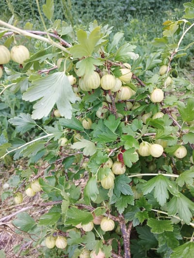 A close-up, vertical shot captures a gooseberry bush laden with light green, round berries. The berries, some with faint stripes, hang in clusters from woody branches entwined with vibrant green leaves. The leaves are lobed with serrated edges, typical of a gooseberry plant. The background is a blur of green foliage, suggesting an outdoor, natural setting. The lighting is soft and diffused, indicating it might be an overcast day or late afternoon. There is no visible text in the image. The scene is peaceful, focusing on the abundance of fruit on the bush. The location context is Suvorov, Russia.