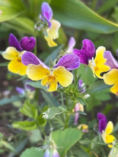 A close-up, slightly blurry photograph captures a cluster of vibrant violas. The flowers exhibit a striking bicolor pattern, with petals ranging from bright yellow to deep purple. Some of the yellow petals are adorned with delicate dark streaks originating from the center. The scene is a natural outdoor setting, likely a garden, with soft green foliage forming the background. The lighting suggests it is daytime, possibly morning or afternoon, with diffused light that doesn't create harsh shadows. The focus is on the intricate details of the flowers, emphasizing their delicate structure and rich colors. There is no visible text in the image. The overall mood is peaceful and serene, highlighting the natural beauty of the flowers.