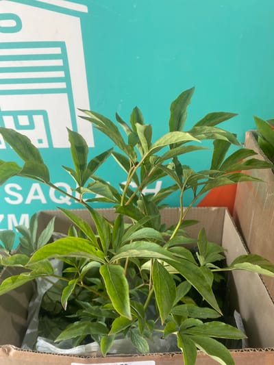 In the city of Marhamat, Uzbekistan, a close-up shot captures a potted green plant with large leaves. The plant is situated in a cardboard box, and appears to be in the process of being transported or delivered, as suggested by the open box. In the background, a turquoise wall features a white graphic that resembles a stylized garage door, with horizontal lines and an arched opening. Parts of orange and brown elements are also visible behind the plant, possibly other boxes or packaging materials. The lighting suggests an indoor setting, likely a storage area or a shop.