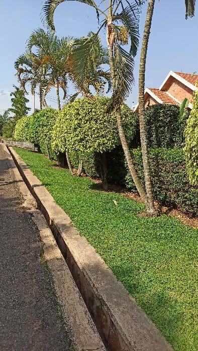 The image depicts a meticulously maintained urban streetscape in Kigali City, Rwanda, under clear daylight. In the foreground, a dark grey asphalt road surface is visible on the left. Parallel to the road, a concrete drainage channel with distinct rectangular walls runs horizontally across the lower third of the frame, showing signs of weathering and some minor discoloration.
Immediately adjacent to the drainage channel on the right, a narrow strip of dense, uniformly green ground cover, possibly a low-growing creeper or small-leafed grass, extends into the midground. Behind this ground cover, a neatly manicured row of rounded, light-green deciduous shrubs with dense foliage is visible. Interspersed among these shrubs and extending further back are several tall palm trees with slender, textured trunks and prominent green fronds; some of these palms bear clusters of yellowish fruit. Further behind the rounded shrubs, a darker green, taller hedge forms a boundary.
In the upper right background, a portion of a building with a distinctive red-tiled gabled roof and light-colored eaves is visible, partially obscured by foliage. The building's wall appears to be constructed of reddish brick. The sky above is a clear, bright blue. No individuals, vehicles, or observable human activities are present in the scene. Strong sunlight indicates a daytime setting, casting subtle shadows from the vegetation.