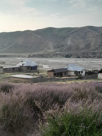 The image depicts a rural landscape with a village in Kyrgyzstan, likely near the settlement of Кыргыз-Каба. In the foreground, a dense field of purple flowering bushes stretches across the frame. Behind the bushes, several modest houses with grey and brown roofs are visible, built with mud bricks and concrete. A dry riverbed or a wide, shallow body of water with sandy banks meanders in the mid-ground, separating the village from the foothills. The background is dominated by rolling hills, sparsely covered with vegetation, and a hazy, pale sky. The overall impression is one of a remote, agricultural community situated in a mountainous or hilly terrain.