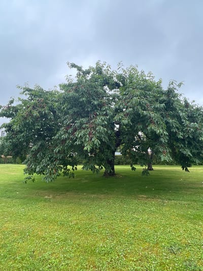 The image displays a mature cherry tree in full leaf, with numerous red cherries visible amongst the foliage. The tree is situated in a well-maintained grassy area, likely a park or garden. The ground is covered in lush green grass, with a scattering of small white flowers, possibly clover. In the background, parts of buildings and other trees are faintly visible through the branches of the main tree, suggesting an urban or suburban setting. The sky is overcast and grey, indicating a cloudy day. The overall impression is one of a peaceful, natural scene, possibly in the city of Ottrau, Germany, given the context provided.