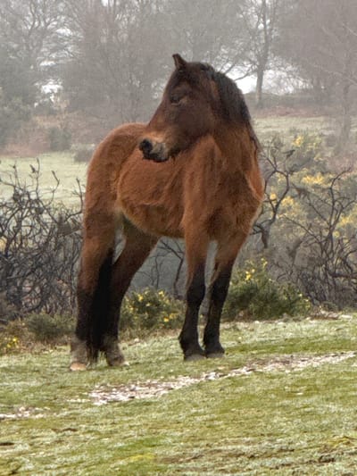 A shaggy, reddish-brown equine, consistent with a New Forest pony, stands in a natural grassland setting within the New Forest National Park, United Kingdom. The animal displays a reddish-brown body coat, a dark brown to black mane, and similarly dark lower legs ending in light-colored hooves. It is positioned with its body facing right in profile, while its head is sharply turned backward to its left, with the eyes appearing partially or fully closed. The foreground features light green grass mottled with lighter, possibly frosted or sparse, patches of vegetation, and a faint, narrow, lighter-toned track runs diagonally across the lower center. In the midground, scattered bushes with dark, bare branches are present, some exhibiting small clusters of yellow blossoms. The background is characterized by a dense mist or fog, through which numerous leafless deciduous trees are indistinctly silhouetted against a pale, overcast sky. The overall scene suggests cool, damp atmospheric conditions.