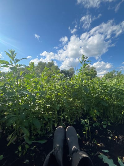 A first-person perspective shot shows someone wearing grey rubber boots standing in a field of tall, green plants. The plants are lush and dense, with some reaching above the person's knees. The ground is dark soil, with scattered leaves and debris. In the background, a line of trees can be seen against a bright blue sky dotted with fluffy white clouds. The sun is shining, casting shadows and highlighting the leaves of the plants. The overall mood is one of a clear, sunny day in a natural outdoor setting, likely in a rural area. The image appears to be taken during daylight hours, likely morning or afternoon, given the brightness of the sky and sun. There is no visible text in the image.