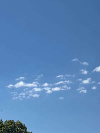 A bright blue sky fills the upper portion of the image, with scattered white cumulus clouds forming a horizontal band across the middle. The clouds vary in size and shape, with some appearing wispy and others more defined. In the lower left corner, the tops of green trees are visible, suggesting an outdoor scene, possibly in a natural or park-like setting. There are no people or animals clearly visible in the frame. The overall impression is a clear, sunny day. The location provided is Enevo, Bulgaria.
