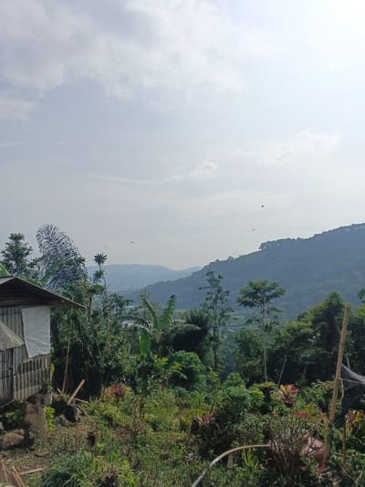 A lush, green hillside dominates the scene, partially obscured by dense vegetation and trees. In the foreground, a small, weathered structure with corrugated metal and a white cloth covering juts out. Scattered birds fly across the sky near a distant mountain range. The overall tone is peaceful and natural, with a hint of rural life.