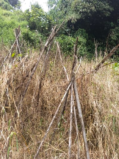 A hillside is covered in dry, yellowed vegetation and interspersed with green patches. Several wooden poles are erected, bound together in pairs or trios to create supports. These structures are scattered across the foreground, almost hidden among the withered plants, with the hill rising behind, covered in trees and foliage. The scene conveys a sense of neglect and abandonment, the poles hinting at a previous agricultural use now overgrown.