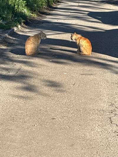 Two ginger cats are sitting on a paved surface, facing each other. The cat on the left is closer to the edge of the frame and is positioned slightly to the left, while the cat on the right is further to the right. Both cats are facing away from the camera. The surface appears to be asphalt, with some cracks and debris visible. Shadows from trees are cast across the surface. To the left of the paved surface, there is an area of green vegetation. The image is taken outdoors, likely during the daytime, as indicated by the lighting and shadows. The setting is an outdoor area, possibly a street or pathway in a residential area. The presence of vegetation and the paved surface suggests an urban or suburban environment. The location is specified as Vsevolodovo, Russia.