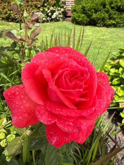 A single, vibrant crimson-red rose (Rosa spp.) is prominently displayed in the foreground, angled slightly right of center. Its petals are covered with numerous spherical water droplets, varying in size. The rose is in full bloom, exhibiting multiple layers of petals, with the innermost petals tightly furled. Surrounding the base and lower left of the rose are various green leaves and slender green and reddish-brown plant stems. The background consists of a well-maintained green lawn. In the mid-ground, dense dark green coniferous bushes and lighter green deciduous shrubs are visible. A section of a reddish-brown brick building with white mortar lines is partially visible in the upper right background. The scene is illuminated by natural daylight. No individuals, animals, or discernible actions are present. The environmental context is an outdoor garden in Deinste, Germany.