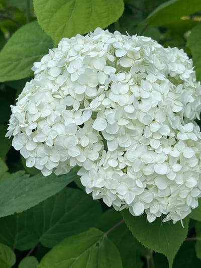 A close-up, eye-level shot features a large, spherical cluster of white hydrangea flowers, densely packed with individual florets, set against a background of blurred green leaves. The lighting is natural, highlighting the delicate texture of the petals and the subtle shadows within the flower head. The image is taken outdoors in a garden setting, with the leaves suggesting a lush, natural environment. There are no people or animals present. The focus is entirely on the intricate detail of the hydrangea bloom. The location is in the Калодзежскі сельскі Савет, Belarus.