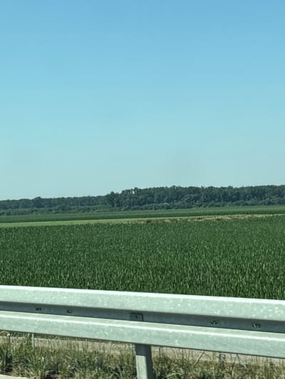 The image depicts a rural landscape under a clear blue sky. In the foreground, a metal guardrail runs horizontally across the frame. Beyond the guardrail, a vast, green field stretches out, likely a crop of some kind, with its texture suggesting individual plants. In the distance, a dense line of trees forms a dark green horizon. There are no people or specific man-made structures visible in the image, with the exception of the guardrail. The overall scene conveys a sense of open space and agriculture. The image appears to be taken from a roadside, given the presence of the guardrail. The location is identified as being in the city of Jarak, Serbia.