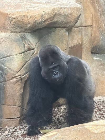 A young gorilla, its fur dark and dense, rests its head on its folded arms. The gorilla is positioned on a textured, rocky surface, likely an enclosure in a zoo or wildlife park. The background consists of similarly textured rock formations and a patch of dirt and debris. The lighting suggests it is daytime, possibly indoors or in a shaded outdoor area, as there are no strong shadows. The gorilla appears relaxed, its eyes closed or looking down, giving it a peaceful or contemplative demeanor. The setting is naturalistic, designed to mimic the gorilla's native habitat, with rough, earthy tones dominating the visual field. The image captures a quiet moment of rest for the animal.