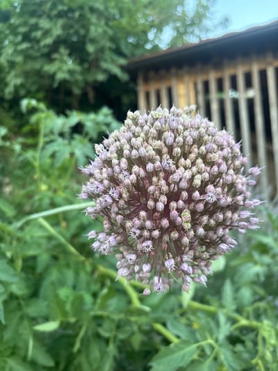The image captures a close-up view of a round, pinkish-purple flower head, likely an allium species, in the foreground. The flower is composed of numerous small, bulbous florets, some of which have opened to reveal delicate white or pale purple stamens. The flower head is slightly tilted, with its stem extending downwards and to the left, partially obscured by lush green foliage. Behind the flower, out of focus, is a wooden structure with vertical slats, suggesting a garden shed or fence. Trees with soft, out-of-focus green leaves are visible in the upper left background, with soft bokeh circles of light suggesting dappled sunlight. The overall environment appears to be a garden or natural setting. The image is taken in Dolenje Grčevje, Slovenia.