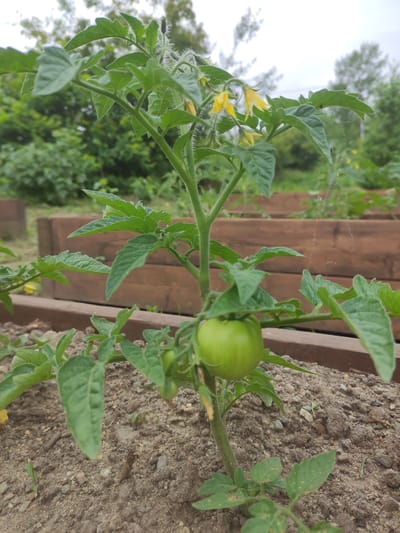 A tomato plant with one green tomato and several yellow flowers is the central subject of this image, set in a garden bed. The plant is in focus, with its green leaves and fuzzy stem clearly visible. In the background, wooden raised garden beds are arranged, and beyond them, trees and foliage create a natural backdrop. The ground is composed of soil and small pebbles. The scene appears to be outdoors in a garden, possibly in Prokhladnoye, Russia, given the context provided. No people are present in the image, and no actions or interactions are depicted. The overall atmosphere is serene and naturalistic.