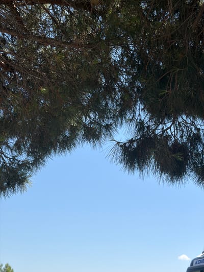 The image, taken from below, features a clear blue sky as the dominant background. A dense canopy of dark green pine branches hangs from the top of the frame, obscuring much of the sky. The branches are intricately detailed with long, thin needles. Towards the bottom right corner, a portion of a boat with the word "KOIM" visible on its side is partially cropped into the frame. The location is identified as Tavel, France, suggesting a coastal or lakeside setting.