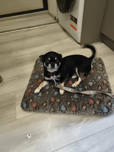 A black and tan chihuahua dog lies on a patterned dog bed. The dog is facing forward with its front paws extended. A leash is attached to a collar around its neck, and the leash lies on the bed. The dog bed is on a light-colored wooden floor. To the right of the dog bed, a portion of a white washing machine is visible. The background shows a door and a wall. The scene appears to be indoors, in a residential setting. There is no visible indication of the specific location within the city of Dobele, Latvia.