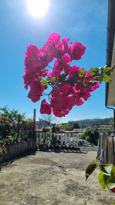 In a sun-drenched outdoor scene, likely in Chereshnya, Russia, a branch of vibrant pink bougainvillea flowers hangs prominently in the foreground, its delicate petals backlit by a bright sun and clear blue sky. The flowers are the primary subject, suspended against the sky and slightly obscuring a portion of a white-paneled building with a dark gutter system.

Below the flowers, a concrete patio area is visible, showing signs of wear and tear, with some damp patches and a grate. To the left, a low stone wall borders a garden area with various potted plants, some of which have pink and yellow blooms. Further back, a white railing with ornate balusters lines a walkway or terrace, adorned with more potted plants and greenery.

In the middle ground, a light-colored sedan is parked on what appears to be a driveway. Beyond the railing, a line of trees and hills forms the backdrop, suggesting a semi-rural or suburban setting. On the right side of the image, a clothesline holds several garments, adding a domestic touch to the scene. A sprig of green leaves from another plant is in the lower right corner of the frame. No people are present in the image. The overall atmosphere is bright and tranquil, dominated by the vivid colors of the bougainvillea and the clear sky.