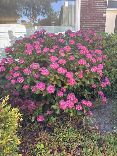 The image shows a front yard with a large blooming hydrangea bush in the foreground, displaying numerous bright pink flowers. Behind the bush, a white caravan is partially visible. To the right of the bush is a brick wall with the house number "60" visible. The scene suggests a residential area in Asten, Netherlands, given the context of previous images. The lighting indicates it is daytime, likely with sunlight. The overall impression is of a well-maintained garden area.