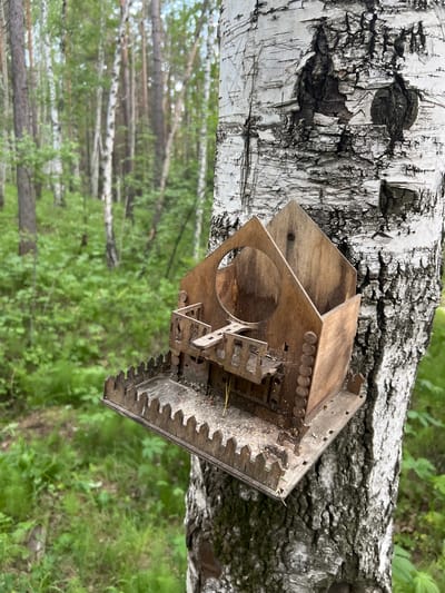 A wooden bird feeder is attached to the trunk of a birch tree in a forest setting. The bird feeder is ornate, with decorative elements resembling a miniature house. It appears to be empty, with some debris scattered on its base. The birch tree has characteristic white bark with dark markings. The background shows a dense forest with other birch and pine trees, and lush green foliage covering the ground. The lighting suggests it is daytime. The location is identified as Patrony, Russia. There are no people or animals visible in the image.