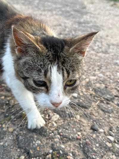 A close-up, top-down shot captures a tabby cat's face and paw against a gravelly ground. The cat has green eyes, white whiskers, and brown and grey fur with white markings on its chest and face. Its right paw is extended forward, lightly touching the ground. The background consists of small pebbles and dirt, suggesting an outdoor setting. The lighting indicates it is daytime, likely outdoors, with the sun casting a slight shadow. The cat's gaze is directed upwards and to the right, with a calm and curious expression. The location context is Azgіnavіckі selskі Savec, Belarus.