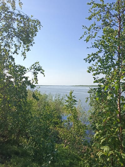 The image captures a serene natural landscape on a clear, sunny day, likely during late spring or summer. The foreground is dominated by lush green foliage, with trees framing the view. On the left, branches of a tree with abundant green leaves hang down, partially obscuring the sky. On the right, a similar tree with bright green leaves stands tall, its trunk visible and textured.

The middle ground reveals a dense thicket of various green bushes and smaller trees, leading down to the edge of a large body of water. This water, likely a lake or river, stretches to the horizon, its surface calm and reflecting the soft blue of the sky. Subtle ripples suggest a gentle breeze. In the far distance, a thin line of trees marks the opposite shore, creating a sense of expansive open space.

The sky above is a clear, pale blue, indicating fair weather and likely daytime. The lighting suggests the sun is moderately high, casting a soft glow on the scene and illuminating the leaves, making them appear vibrant. There is no visible text in the image. The overall mood is peaceful and tranquil, evoking a sense of calm and immersion in nature. The location context of Valok, Russia, places this scene in a region known for its natural beauty, which aligns with the image's depiction of a vast lake or river surrounded by abundant greenery.