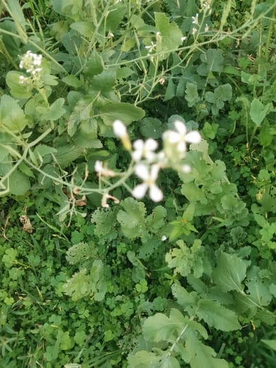 The image shows a close-up, top-down view of dense green foliage, likely in a natural or uncultivated outdoor setting. The dominant elements are various green leaves, some with a slightly serrated edge, and smaller clover-like leaves. Among the greenery, small clusters of delicate white flowers are visible, some in focus and others blurred. Thin, dry stalks or stems are also interspersed throughout the scene. The lighting suggests it is daytime, with no artificial light sources apparent. The overall impression is of a wild or overgrown patch of plants. The location within the city of Obligado, Paraguay, cannot be determined from the visual information provided in the image.