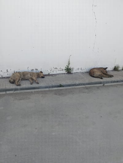 Two stray dogs are resting on the pavement next to a white wall. The dog on the left is lying on its side with its legs extended, and the dog on the right is curled up in a ball. A small green plant is growing near the wall between the two dogs. The pavement is cracked and weathered. The scene appears to be in a city, as indicated by the presence of the wall and pavement. The image was taken in Oliivka, Ukraine.
