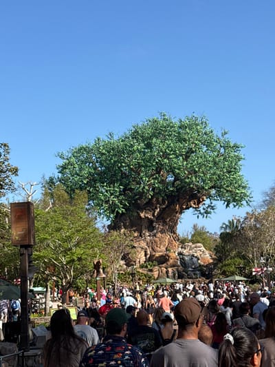 The scene depicts a large outdoor gathering at Disney's Animal Kingdom, located in Bay Lake, Florida, United States. The central subject is the Tree of Life, a massive artificial tree structure with a full green canopy, intricate brown trunk carvings, and visible roots forming part of a rocky landscape. A small waterfall flows over artificial rock formations at the base of the tree on the right side.

A dense crowd of numerous individuals occupies the lower half to two-thirds of the image, extending from the immediate foreground to the mid-ground. Most individuals are observed from behind, dressed in casual clothing including t-shirts, shorts, and hats. They appear to be walking and standing along a paved pathway or open area.

To the left in the foreground, a dark-colored pole supports a rectangular sign with a reddish-orange illuminated face displaying text and a dark animal silhouette. Several green umbrellas or awnings are visible amidst the crowd and surrounding foliage. The sky above is clear and blue, indicating fair weather and bright daylight conditions. Lush green trees and vegetation border the area surrounding the primary tree structure. No specific interactions or actions beyond general movement are discernible within the crowd.