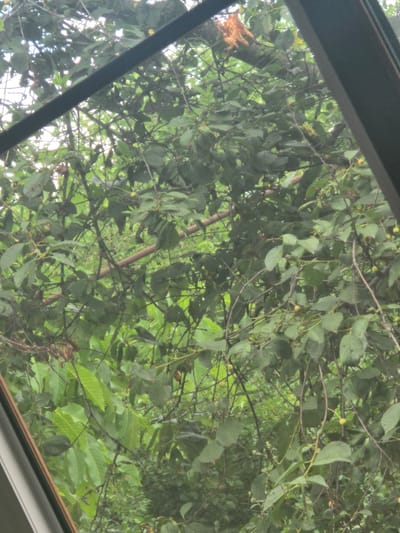 The image shows a dense canopy of green leaves and branches, viewed through what appears to be a window. There are small, round, yellowish fruits scattered among the foliage. A dark, angled frame, likely part of the window structure, partially obstructs the view from the upper left and right corners. The scene is set in Avtury, Russia.
