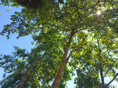 The image displays an upward view of a canopy of green leaves and tree branches against a clear blue sky. Sunlight filters through the leaves, creating dappled light and highlights. The textured bark of at least two tree trunks is visible. The scene is likely outdoors in a natural setting, possibly a park or a street with mature trees. No people, buildings, or specific city landmarks are identifiable in the image to pinpoint its location within Confolens, France.