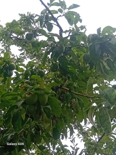 The image displays an apple tree with several green apples growing on its branches, set against a bright, overcast sky. The branches are laden with lush green leaves, and some of the apples are partially obscured by the foliage. The scene appears to be outdoors, and the presence of the "Galaxy A06" watermark suggests the photo was taken with a Samsung mobile device. The image is a close-up view of the tree, focusing on the developing fruit. There are no people visible in the image. The location is stated to be Kojo-Aryk, Kyrgyzstan.