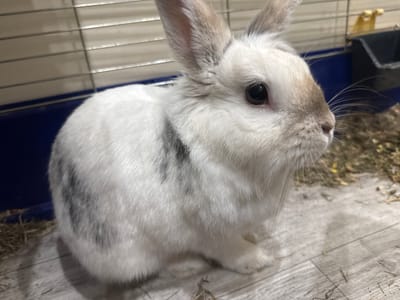 A white and brown rabbit with dark eyes sits on a wooden floor inside a cage. The cage has metal bars and a blue base. There is hay and some food in the cage. The rabbit is looking to the right. The scene is indoors.