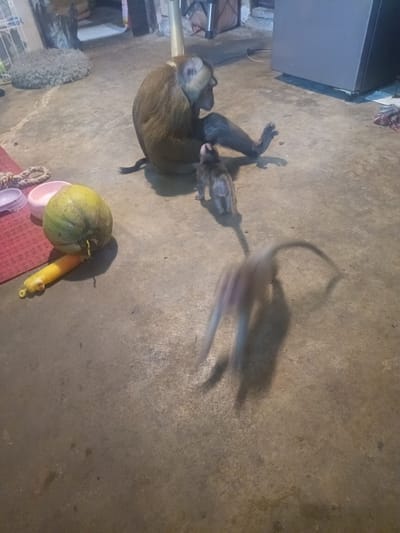 The image captures a candid moment involving several monkeys on a concrete floor, likely indoors or in a semi-enclosed area in Ban Tai, Thailand.
In the foreground, a large, adult monkey with brown fur and a lighter face sits calmly, facing right. Beside it, a smaller, younger monkey looks up towards the larger one, possibly its offspring. Further to the right, another monkey, or perhaps the same young monkey, is captured in motion, appearing blurred as it moves quickly across the floor, its tail curving upwards. Its body shows a mix of grey and brown tones.
Various objects are scattered around the concrete floor. To the left of the sitting monkey, a red mat is visible, next to which are two small pink or purple pet bowls. Resting on the floor is a green coconut, and beside it, a bright yellow, textured toy resembling a worm or caterpillar. In the background to the left, a grey, shaggy rug or pet bed can be seen. To the right in the background, a large, grey household appliance, possibly a refrigerator, stands against a wall. The overall lighting suggests artificial illumination, indicating the image was likely taken in the evening or at night.
The activity primarily shows the adult monkey in a relaxed state, while the smaller monkeys display curiosity and energetic movement. There is no visible text in the image.