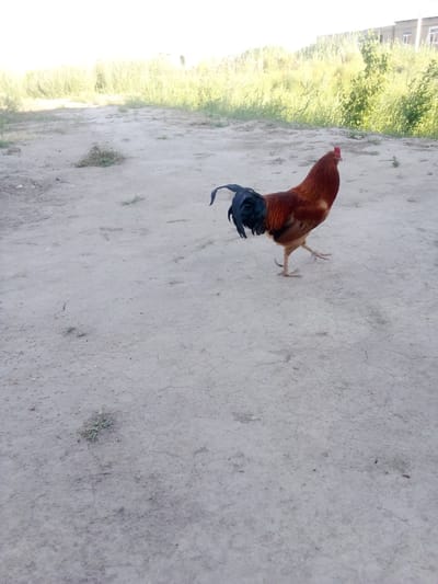 A brown and black rooster walks across a dusty, cracked ground surface. The rooster has a red comb and wattle, and its tail feathers are black. In the background, there is dry grass and some buildings. The scene appears to be outdoors in a rural or semi-rural area, possibly in Navbahor, Uzbekistan, given the style of the buildings and the dry, dusty terrain. The lighting suggests it is daytime, likely late afternoon given the long shadows.