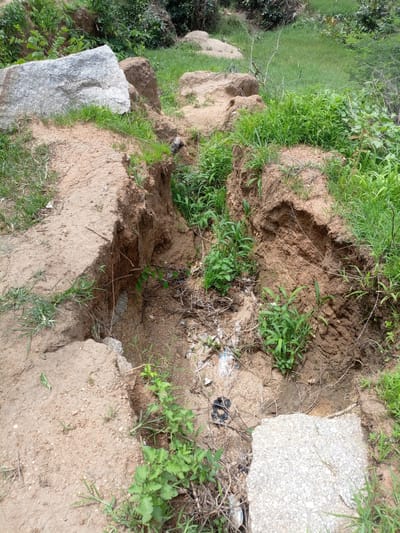 The image depicts a natural scene of erosion and vegetation growth in Rinjim Gani, Nigeria. The primary subjects are the eroded landscape, characterized by a deep gully formed in the sandy soil, and the surrounding lush green vegetation. Large rocks, one of which is a prominent light-colored granite boulder, are scattered within the scene, indicating a rocky terrain. The gully shows exposed layers of soil, evidence of recent erosion, with smaller plants and dried debris accumulated at its base.
The scene appears to be in a natural, undeveloped outdoor setting, likely a hillside or a natural depression where water runoff has carved out the gully. The time of day is not explicitly indicated, but the lighting suggests it could be daytime with ample natural light. The weather appears to be fair, with the abundance of green foliage implying sufficient rainfall.
Notable details include the texture of the eroded soil, the varying shades of green in the vegetation, and the rough texture of the granite boulder. The presence of dried branches and some scattered plastic waste at the bottom of the gully hints at human activity or proximity to areas where litter might accumulate.
No visible text is present in the image. The overall impression is one of a dynamic natural environment undergoing gradual change due to erosion, with life persisting and adapting to the conditions.