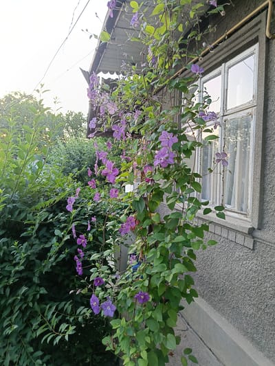 In Novoselytsia, Ukraine, a vibrant clematis vine with numerous purple flowers climbs along the exterior wall of a building, adjacent to a weathered window. The vine's tendrils and lush green leaves are prominent, with individual flowers in various stages of bloom. The building's wall is textured grey stucco, and the window frame appears aged and white-painted, showing signs of peeling. To the left of the building, a dense green foliage of bushes and trees forms a verdant backdrop. The scene is illuminated by natural light, suggesting an outdoor setting during the day. A yellow pipe is visible attached to the wall above the vine. The ground is a concrete surface.