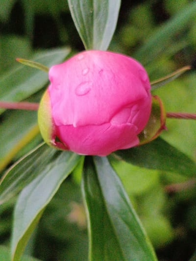 A close-up, vertical shot features a bright pink peony bud with water droplets on its surface, set against a blurred background of green foliage. The peony bud is the central focus, its petals tightly furled, with hints of green sepals visible at its base. The image is grainy, suggesting it was taken with a camera that has a high ISO setting or in low light conditions. The environment appears to be outdoors, in a garden setting, possibly in the city of Martuni, Armenia, given the context provided. No people or other identifiable subjects are present.
