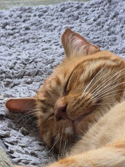 This media file shows a close-up, overhead shot of an orange tabby cat sleeping on a grey, textured surface. The cat's face is partially visible, with its eyes closed and its head tucked in. Its fur is a warm orange with darker tabby stripes. Long, white whiskers fan out from its muzzle. The cat's left ear is visible, pointing upwards, and its small, dark nose is also discernible. The texture of the surface beneath the cat appears soft and fibrous, possibly a blanket or rug. A small fleck of blue is visible on the grey surface near the cat's ear, which might be a stray thread or a small piece of debris. The lighting suggests it could be daytime, with soft light illuminating the scene. The overall impression is one of peaceful slumber. There is no visible text in the image.