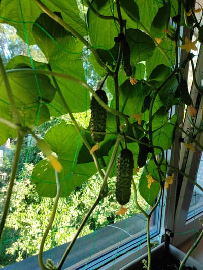 This close-up, low-angle, vertical shot captures a cucumber plant growing indoors, likely on a balcony or windowsill, given the presence of a window in the background and the city view. The plant is supported by a green mesh trellis and features numerous dark green cucumbers in various stages of growth, along with small yellow flowers and large, lush green leaves. The environment outside the window appears to be a green, leafy area with trees and possibly some buildings, suggesting an urban or suburban setting within Jablonec nad Nisou, Czechia. The focus is on the plant's growth and fruit production.