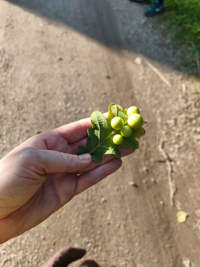 A person's hand holds a green oak leaf with several round, light green growths, possibly galls, attached to it. The leaf has distinct lobed edges and visible veins. The background is out of focus, showing a dirt or gravel path with patches of sunlight and shadow. In the upper right portion of the image, blurred out, are the lower legs and feet of another person wearing teal sneakers. The scene appears to be outdoors, in a natural or park-like setting. The location is Osel'ki, Russia.