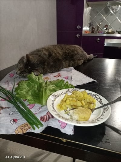 A domestic cat is sleeping on a patterned cloth, next to a plate of food, a head of lettuce, and some green onions. The food on the plate appears to be potatoes and a piece of breaded fish. The scene is set on a dark, wooden table. In the background, a kitchen area with purple cabinets and a mirrored backsplash is visible. The image is taken in the city of Улукаўскі сельскі Савет, Belarus.