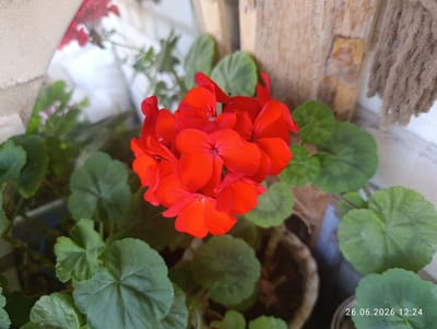 This media file features a close-up, top-down view of a cluster of vibrant red geranium flowers in a pot. The flowers are the central subject, with their delicate petals and deep red hue dominating the frame. Surrounding the flowers are large, rounded green leaves with slightly serrated edges, characteristic of geranium plants. The setting appears to be outdoors, possibly on a balcony or patio, as suggested by the presence of a wooden post and a reflective surface in the background that shows more greenery and possibly other flowers. The overall scene conveys a sense of natural beauty and tranquility.
The image is naturally lit, suggesting it was taken during the daytime. There are no people or specific events depicted; the focus is purely on the botanical subject. Notable details include the texture of the wooden post, which appears weathered, and a tuft of brown, fibrous material hanging to the right of the post, which might be part of a decorative element or a natural fiber. The lower right corner of the image contains a timestamp: "26.06.2026 12:24". The location context provided is Novovolynsk, Ukraine, which helps to place the scene geographically. No specific weather conditions are discernible, but the brightness of the image implies fair weather.