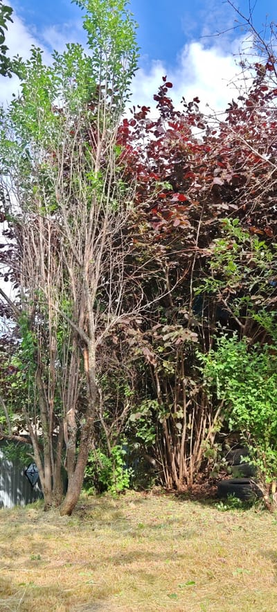 The image shows a dense cluster of trees and bushes in a yard, with a freshly cut lawn in the foreground. The trees on the left are tall and thin with green leaves, while the trees on the right have dark red leaves. The ground is covered in dry, yellowed grass, suggesting a recent mowing. In the background, a grey metal fence is visible, and a black tire is placed on the ground near the bushes. The sky above is blue with scattered white clouds. The scene is set in Altayskoye, Russia. There are no people or animals in the image.