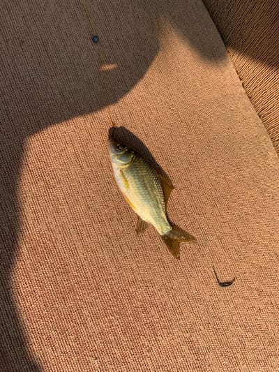 In Dublenevka, Russia, on a textured, brown fabric surface, a small, silvery fish lies on its side, caught on a fishing line with a dark bobber visible above it. The fish has a yellow belly and dark fins. Sunlight casts a shadow across the fabric, creating a distinct line of light and dark. A thin, dark, curved object, possibly a worm or a piece of debris, is also visible on the fabric near the fish. The fabric appears to be upholstery from a chair or couch.