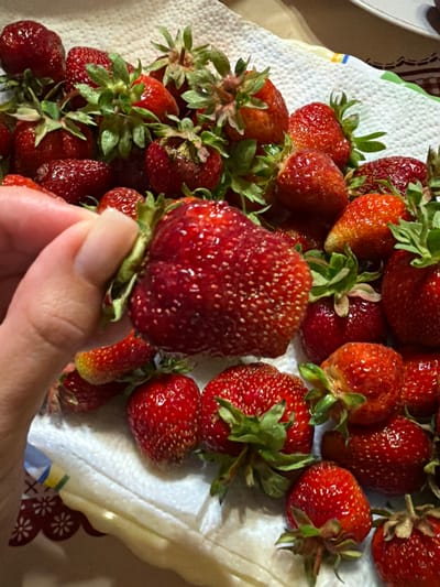 A close-up, eye-level shot shows a person's hand holding a large, ripe strawberry. The strawberry is red with visible seeds and a green stem. Surrounding the hand and strawberry is a pile of other strawberries, many with green stems, resting on a white paper towel. The paper towel has a decorative red and white pattern along the edge. The background is out of focus, showing hints of a table and possibly other kitchen items. The scene appears to be indoors, in a domestic setting. The lighting suggests natural or artificial room lighting. There are no discernible landmarks or environmental clues to indicate the location as Satino-Russkoe, Russia.