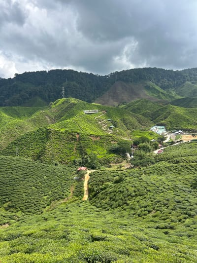 An aerial view captures the sprawling, vibrant green tea plantations of Cameron Valley Tea in Tanah Rata, Malaysia. The undulating hills are meticulously terraced, creating a mesmerizing pattern of lush vegetation that stretches as far as the eye can see. In the mid-ground, a winding dirt path leads towards a cluster of buildings, including a red-roofed structure. Further into the valley, a resort or recreational area with several buildings and swimming pools is visible. A prominent sign on a hilltop reads "CAMERON VALLEY TEA". The landscape is framed by the dark, dramatic clouds of an overcast sky, hinting at a recent or approaching rain shower. The overall scene is one of natural beauty and agricultural vastness.