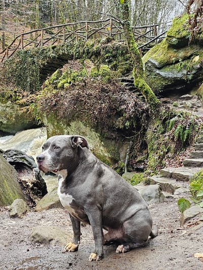 An American Staffordshire Terrier or Pit Bull type dog, blue-gray with a white chest and tan paws, sits on muddy ground, facing left, in a natural setting within Waldbillig, Luxembourg. The dog occupies the lower-center of the frame. In the mid-background, a brown, turbulent stream with white foam flows from left to right. A moss-covered stone arch bridge, equipped with a rustic wooden crisscross railing, spans the stream further upstream. The surrounding environment consists of large, moss-covered rock formations, dense vegetation, and bare deciduous trees, suggesting a non-summer season. Stone steps ascend on the right side of the frame, partially obscured by rocks and foliage. The scene is illuminated by diffused light under an overcast sky, depicting a rugged, forested gorge.