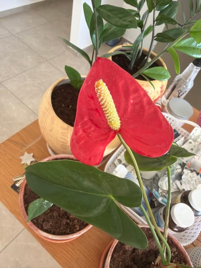 A close-up, overhead shot shows a red anthurium flower with a yellow spadix. The anthurium is in a tan ceramic pot with embossed detailing. To the left of the anthurium is a ZZ plant in a yellow pot. To the right is another potted plant with large, dark green leaves. In the background, a white basket holds various items, including two brown jars with white lids, a small silver container, and a crumpled silver wrapper. Some white pills in blister packs are also visible in the basket. A plastic bottle with a black cap and a piece of white lace are also present. The plants are situated on a wooden surface, with a tiled floor visible in the lower left corner. A small, white, star-shaped ornament hangs from a string near the right side of the image. The scene appears to be indoors, possibly in a home or office, given the presence of household items and plants. The lighting suggests daytime. The location is Sderot, Israel. No people are visible.