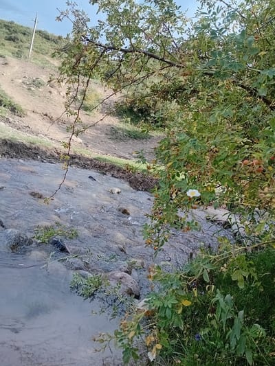 The image shows a natural scene near the village of Koksayaq in Kazakhstan. In the foreground, a stream flows over rocks and pebbles, with some vegetation growing along its banks. A branch with green leaves and a single white flower with a yellow center hangs over the water from a bush on the right side of the frame. The background depicts a dry, sloping hillside with sparse vegetation and a dirt path. A power line pole and wires are visible on the upper left side of the hillside, suggesting proximity to the village. The sky is clear and pale blue. The overall impression is one of a rural, undeveloped area.